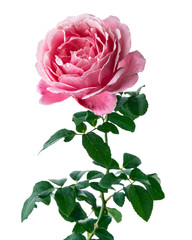 Pink rose blossoms with leaves, Garden rose isolated on white background, with clipping path
