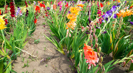 Field full of colorful gladiolus along the way. People can cut them and put a small donation in a box.
