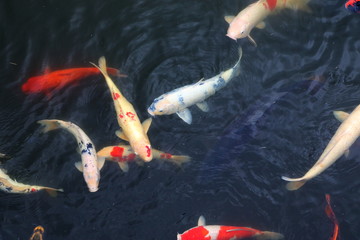 池の色鮮やかな鯉たち