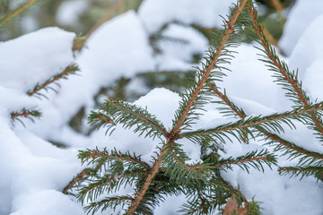 Green young pine trees covered in white snow.