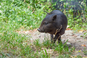 In the grass on a bright sunny day, a black little pig.