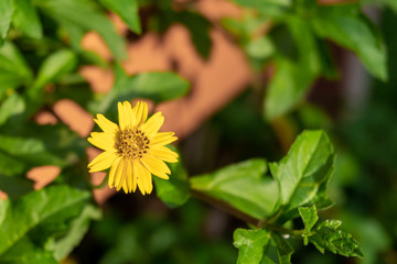 Summer Sulfur Cosmos flower. Beautiful yellow Cosmos flower in the garden. Cosmos bipinnatus, commonly called the garden cosmos.