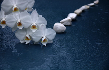 orchidee weiß steine  weg