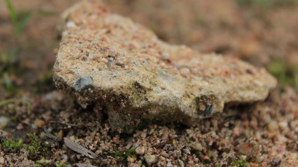 ants on a rock