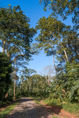 Fototapeta na wymiar Tropical forest along the Papaturro River, Nicaragua