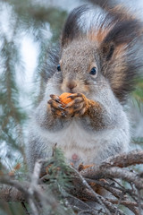 The squirrel with nut sits on a fir branches in the winter or autumn.