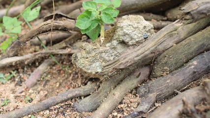 lizard on the stone