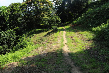 たくさんの植物が自生する山道
