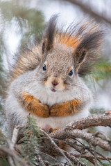 The squirrel sits on a branches in the winter or autumn