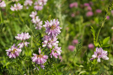 Images of wildflowers in the middle Volga region