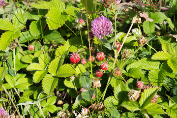 Wild strawberry, fresh and fragrant