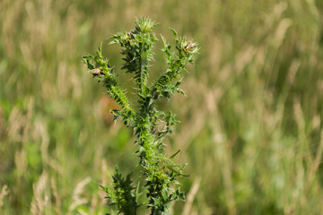 Large burdock (lat. Arctium láppa) close-up