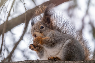 Fototapeta premium The squirrel with nut sits on a fir branches in the winter or autumn.