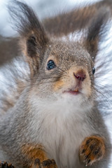 Portrait of a squirrel in winter or autumn.