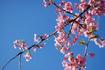 河津桜
