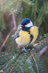 Cute bird Great tit, songbird sitting on the nice branch with beautiful autumn background