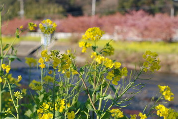 菜の花