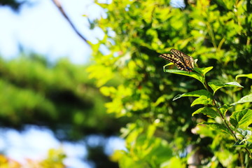 森の緑とアゲハ蝶