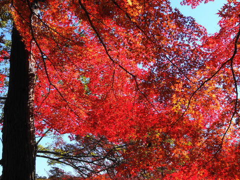 嵐山渓谷 Photos Royalty Free Images Graphics Vectors Videos Adobe Stock