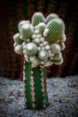 Cactus desert in the  garden.