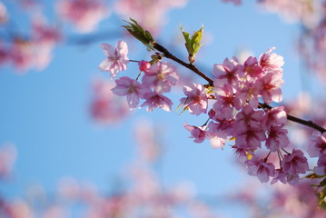 河津桜