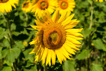 Landscape images of sunflower fields
