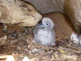 Wedge-tailed shearwater chick © Sean