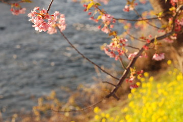 河津桜
