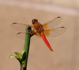 Dragon fly close up