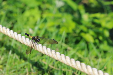 山中のロープにとまるトンボ
