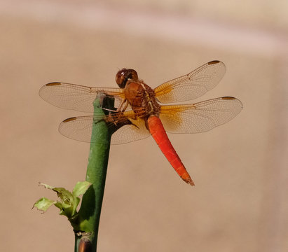 Dragon Fly Close Up