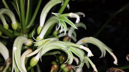 Obraz premium Hawaiian Plants