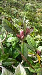 Obraz premium Hawaiian Plants