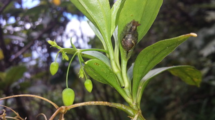 Hawaiian Plants