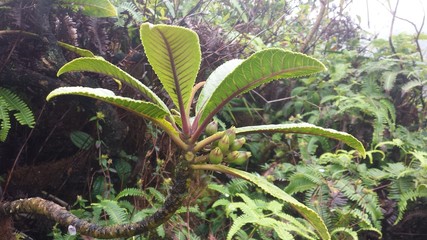 Fototapeta premium Hawaiian Plants