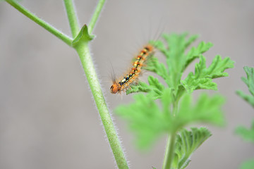 葉っぱの上を移動しているマイマイガの幼虫
