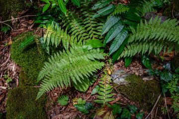Fern, moss and other plants growing in the forest among the faded leaves