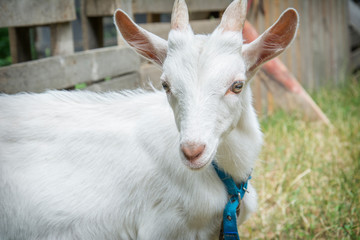 In summer, a small white goat is in the pen.