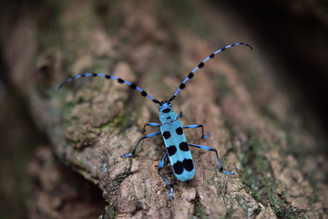 ナラの木の樹皮を歩いているルリボシカミキリ