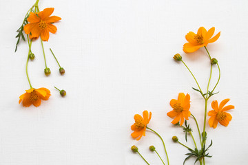 colorful orange flowers cosmos local flora of asia arrangement flat lay postcard style on background white wooden