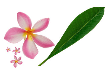 Leaf and flower patterns of plumeria Isolated white background.