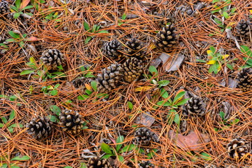 A picture of pine cones lying on conifers in autumn
