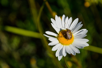 Fototapeta premium Forest flowers daisies in a pine forest