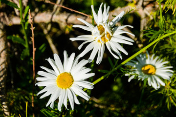 Forest flowers daisies in a pine forest