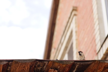 a sparrow sits on the roof of a house on a cloudy day