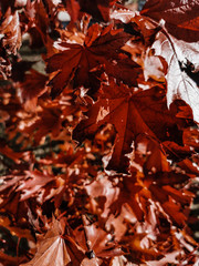 Details and beauty of nature