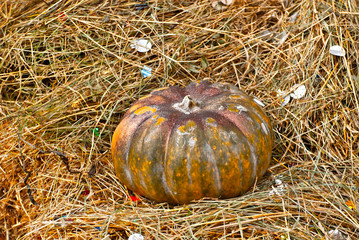 Ripe pumpkin in the hay. Orange pumpkin as a decoration for Halloween. Photo area with hay  and vegetables.