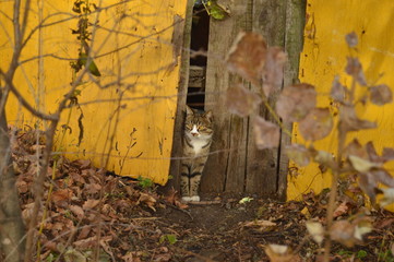 autumn cat in the old house