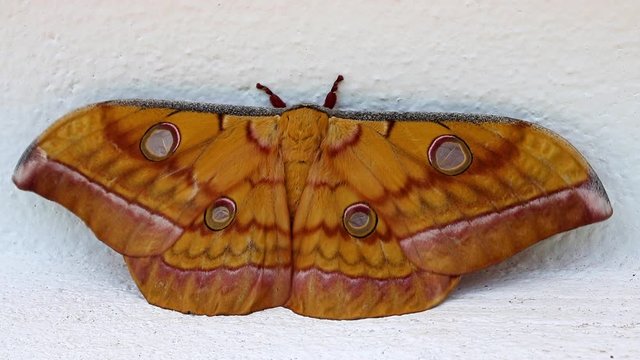 Tussar silk moth ( Antheraea paphia ) relax on the white wall of Buddhist temple, Luang Prabang, Laos