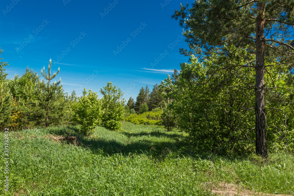 Canvas Prints Landscape images of nature in Syzran district